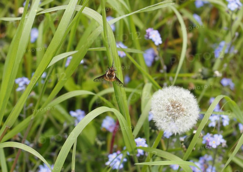 Spotted Bee fly (Bombylius discolor), North Rhine-Westphalia, Germany, Europe