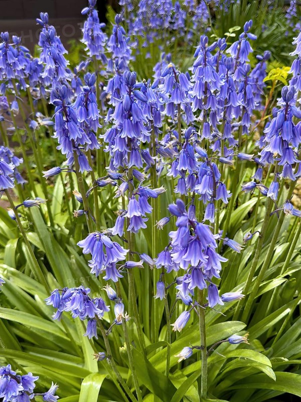 Blue Bellflowers blue (Hyacinthoides hispanica) Garden flower, Germany, Europe