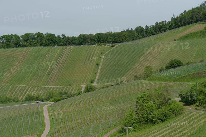 View of the vineyards around Loewenstein, Loewensteiner Berge, Heilbronner Land, Heilbronn, nature park Park Swabian-Franconian Forest, Heilbronn-Franconia, Baden-Wuerttemberg, Germany, Europe