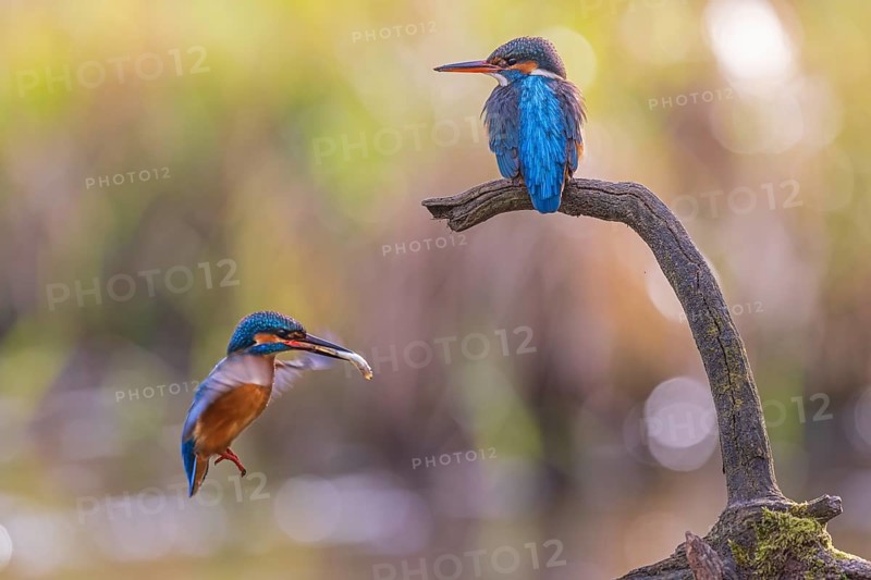 Common kingfisher (Alcedo atthis) Indicator of clean watercourses, courtship feeding, pair formation, pair, male and female animals, nuptial gift, habitat, flying gem, Middle Elbe River Landscape, Middle Elbe Biosphere Reserve, Saxony-Anhalt, Germany, Europe
