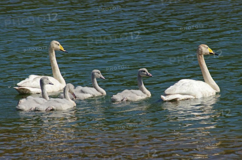 A family of Whooper swans in the water, North Iceland, Iceland, Europe
