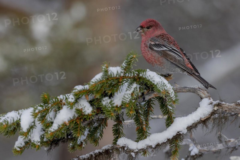 Pine grosbeak (Pinicola enucleator), in the snow, Kaamanen, Finland, Europe