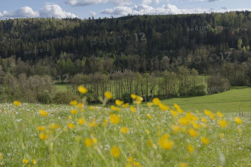 Spring in the Rottal near Wielandsweiler, Mainhardter Wald, Schwaebisch-Fraenkischer Wald Nature Park, Schwaebisch Hall, Hohenlohe, Heilbronn-Franken, Baden-Wuerttemberg, Germany, Europe