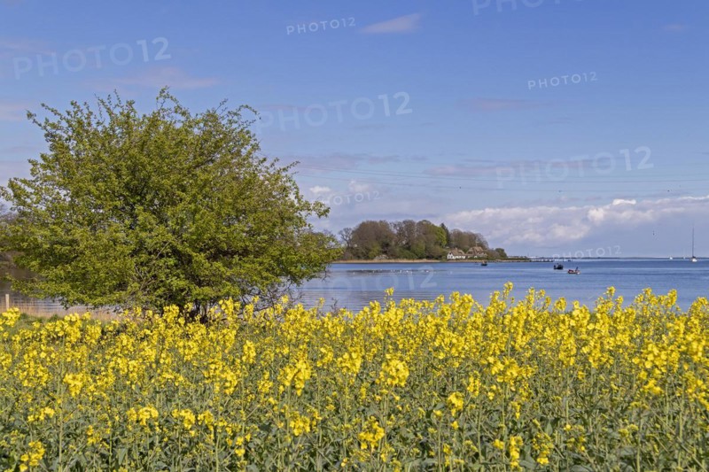 Thatched roof houses, herring fishing, boats, rape field, Rabelsund, Rabel, Schlei, Schleswig-Holstein, Germany, Europe