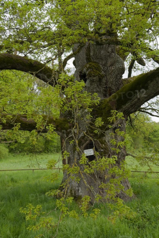 Leaf development in spring at the Breit Eich natural monument, oak, Methuselah, old man, tree, Swabian-Franconian Forest nature park Park, Schwaebisch Hall, Hohenlohe, Heilbronn-Franconia, Baden-Wuerttemberg, Germany, Europe