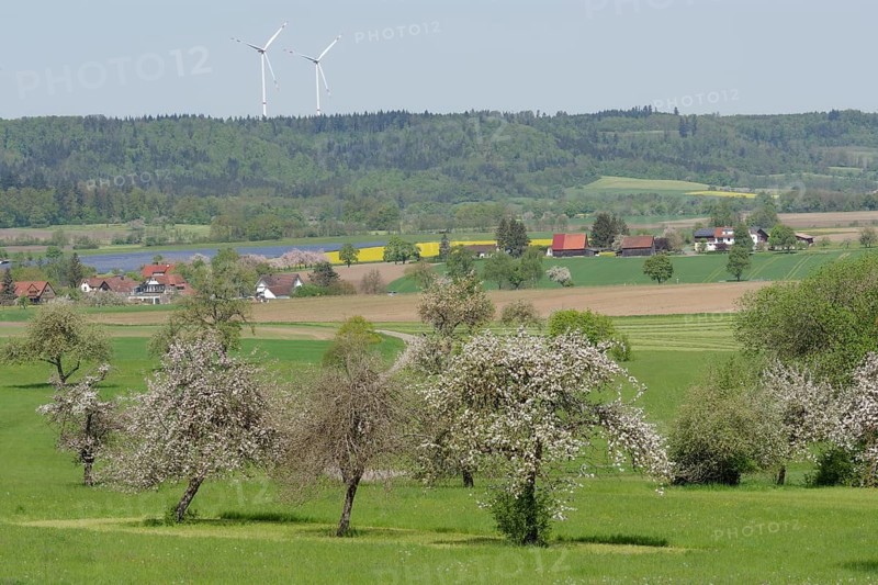 Spring in the Swabian-Franconian Forest nature park Park near rose garden-Sanzenbach, fruit blossom, wind power, wind turbine, wind energy, Schwaebisch Hall, Heilbronn-Franconia, Baden-Wuerttemberg, Germany, Europe
