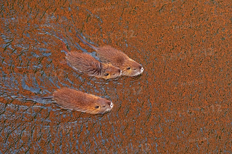 Three Nutria (Myocastor coypus) young animals swimming, Wilhelmsburg, Hamburg, Germany, Europe