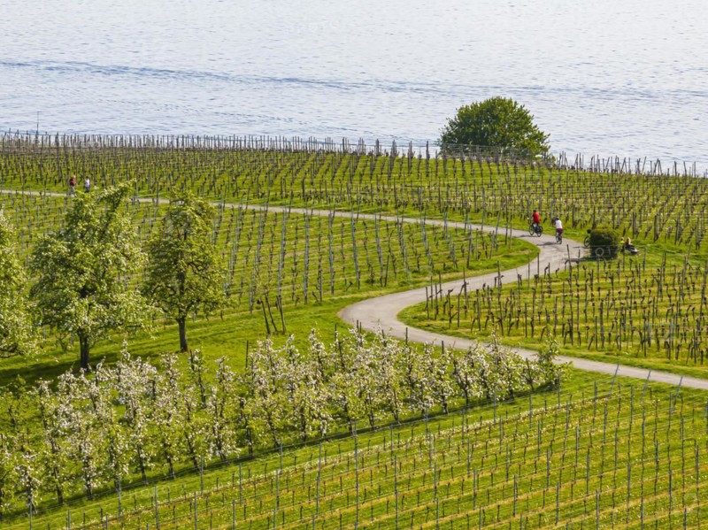 Blossoming landscape in spring, orchards and vineyards, aerial view, cycle tour along winding cycle paths on Lake Constance near Meersburg, Baden-Wuerttemberg, Germany, Europe