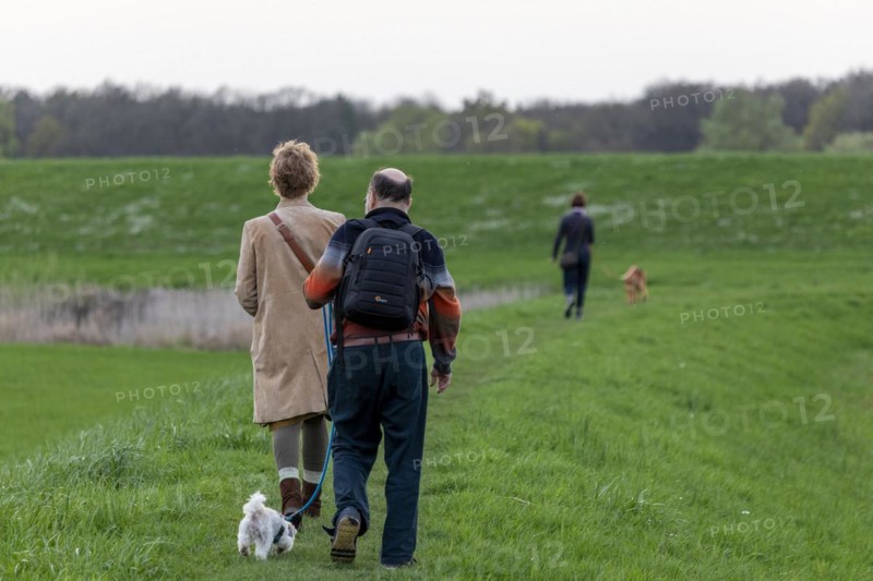 Man and woman walking Bolonka Zwetna dog, Elbtalaue near Bleckede, Lower Saxony, Germany, Europe