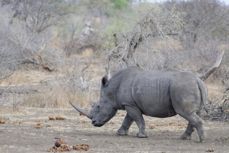 Southern white rhinoceros (Ceratotherium simum simum), adult female walking, with a red-billed oxpecker (Buphagus erythrorynchus) on her back, Kruger National Park, South Africa, Africa