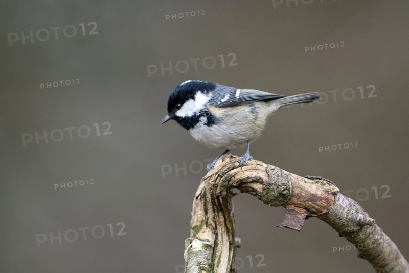 Coal tit (Parus ater), adult bird, Dingdener Heide nature reserve, North Rhine-Westphalia, Germany, Europe
