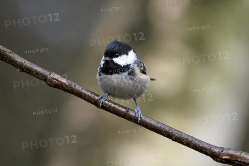 Coal tit (Parus ater), adult bird, Dingdener Heide nature reserve, North Rhine-Westphalia, Germany, Europe