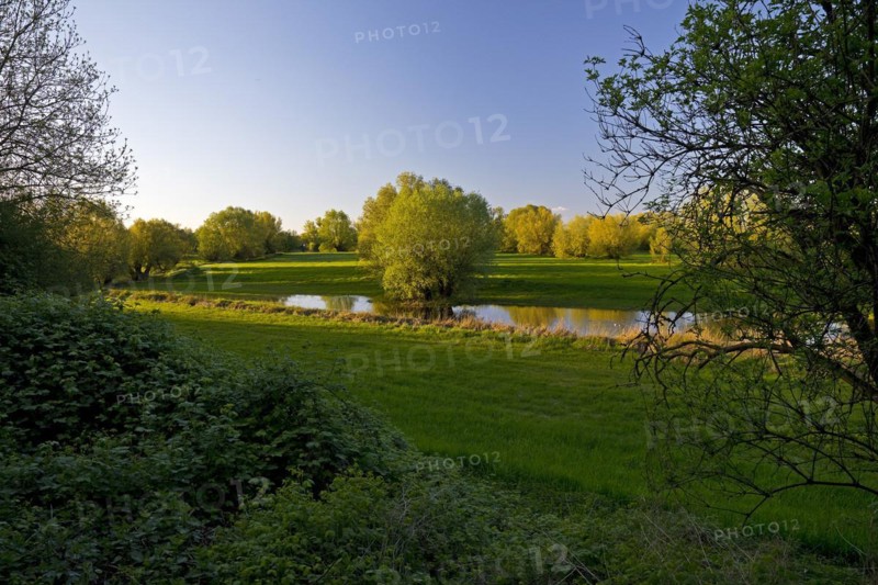 Nature reserve Uedesheimer Rheinaue in the evening light, Neuss, Lower Rhine, North Rhine-Westphalia, Germany, Europe