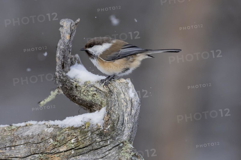 Grey-headed chickadee (Poecile cinctus), in the snow, Kaamanen, Finland, Europe