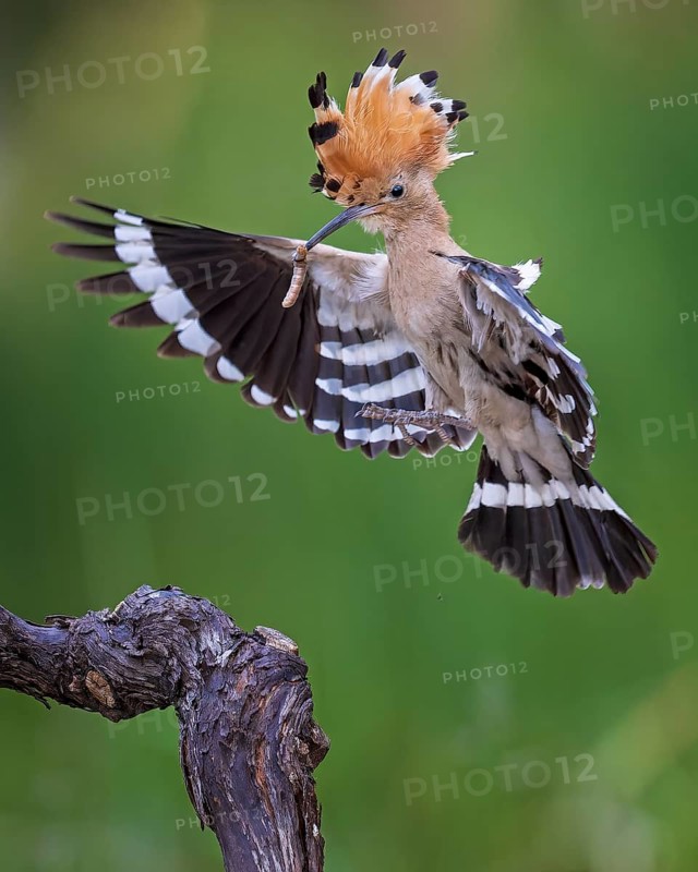 Hoopoe (Upupa epops) flying, approaching, landing on Grape vine, Bird of the Year 2022, with caterpillar as food, crested, sunrise, flower meadow, Middle Elbe Biosphere Reserve, Saxony-Anhalt, Germany, Europe