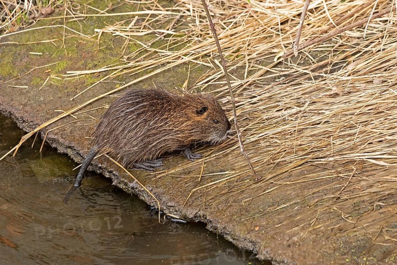 Nutria (Myocastor coypus) young animal, Wilhelmsburg, Hamburg, Germany, Europe