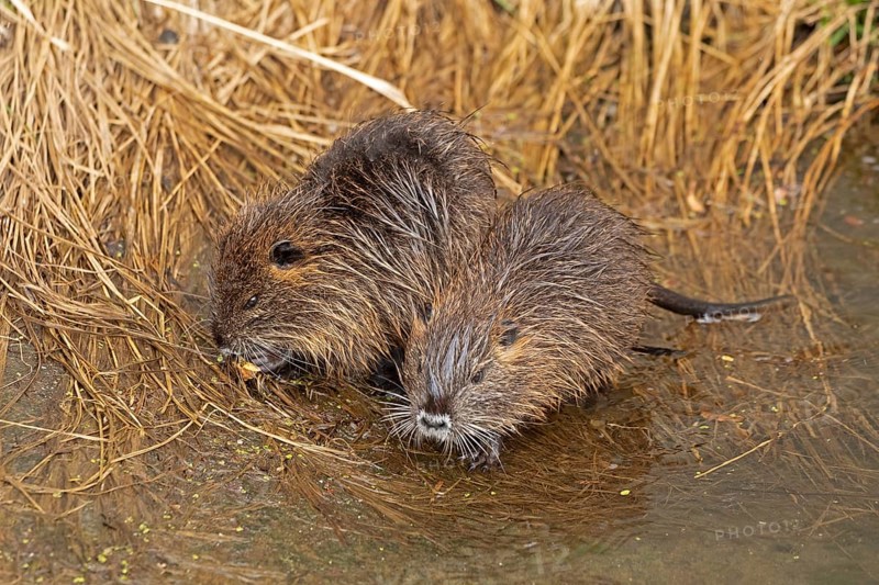 Two Nutria (Myocastor coypus) young animals, Wilhelmsburg, Hamburg, Germany, Europe
