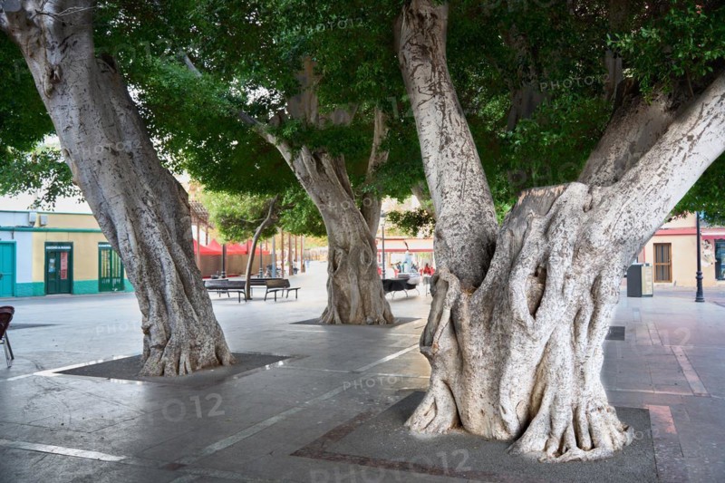 Old, massive trees in the Plaza de la Constitucion, gajumaru (Ficus microcarpa), also known as Laurel fig or Indian Laurel, San Sebastian de la Gomera, La Gomera, Canary Islands, Spain, Europe