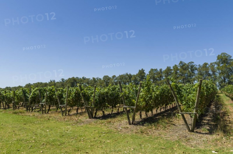 Beautiful vine of European grapes in Uruguayan winery in Canelos region. Moscato grapes