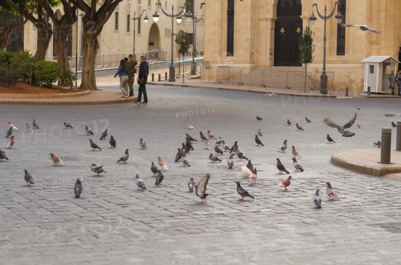 Beirut, Lebanon, April 03, 2017: Several doves in downtown Beirut Lebanon, urban pest, Asia