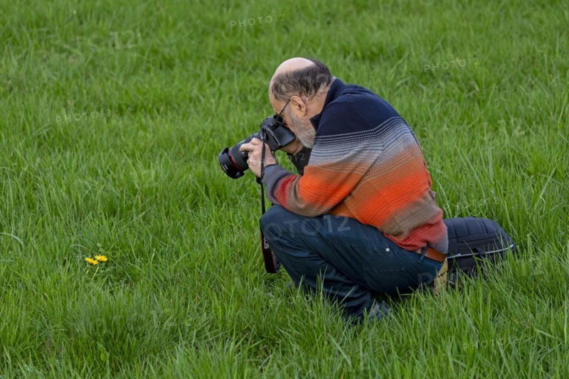 Elderly man photographing flowers, Elbtalaue near Bleckede, Lower Saxony, Germany, Europe