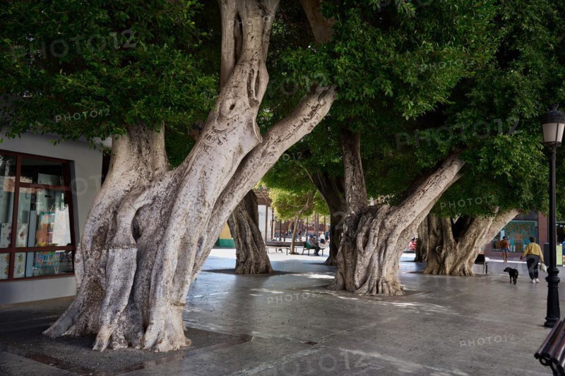Old, massive trees in the Plaza de la Constitucion, gajumaru (Ficus microcarpa), also known as Laurel fig or Indian Laurel, San Sebastian de la Gomera, La Gomera, Canary Islands, Spain, Europe