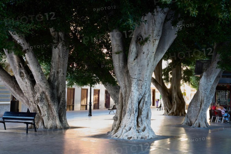 Old, massive trees in the Plaza de la Constitucion, gajumaru (Ficus microcarpa), also known as Laurel fig or Indian Laurel, San Sebastian de la Gomera, La Gomera, Canary Islands, Spain, Europe