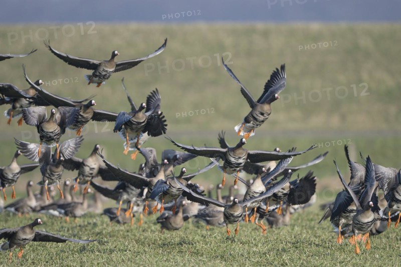 Greater white-fronted goose (Anser albifrons), flock of geese taking off, Bislicher Insel, Xanten, Lower Rhine, North Rhine-Westphalia, Germany, Europe
