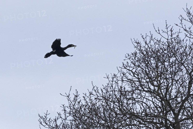 Great cormorant (Phalacrocorax carbo) with prey in its beak, Geltinger Birch, Goldhoeft, Nieby, Schlei, Schleswig-Holstein, Germany, Europe