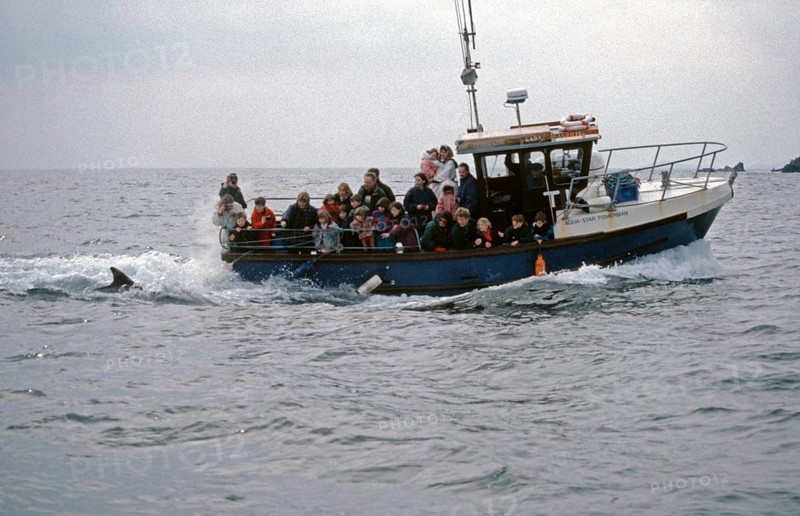 Dolphin tour, Dolphin, fin, people, tour boat, Dolphin, Dolphin Peninsula, Republic of Ireland, April 1996, vintage, retro, old, historic