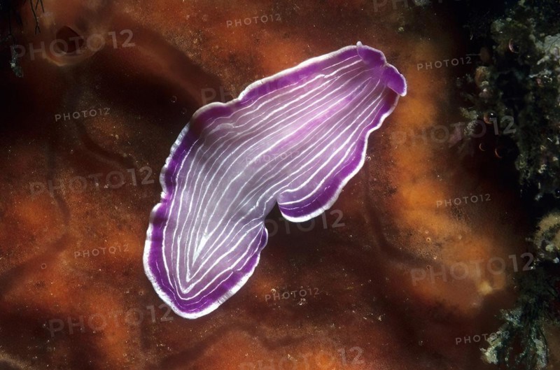 Purple ribbon planarian (Prostheceraeus roseus) Pink striped flatworm with longitudinal stripes like pyjamas crawls over Orange ray sponge (Spirastrella cunctatrix) Red crust sponge, Mediterranean Sea