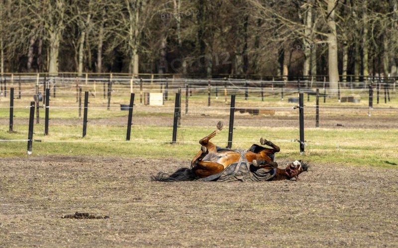 Horses in a paddock in Berlin Frohnau, Berlin, Germany, Europe