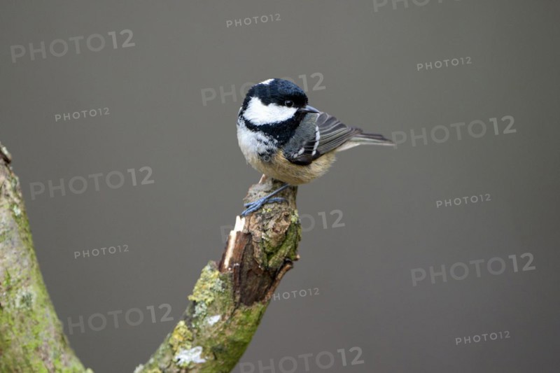 Coal tit (Parus ater), adult bird, Dingdener Heide nature reserve, North Rhine-Westphalia, Germany, Europe