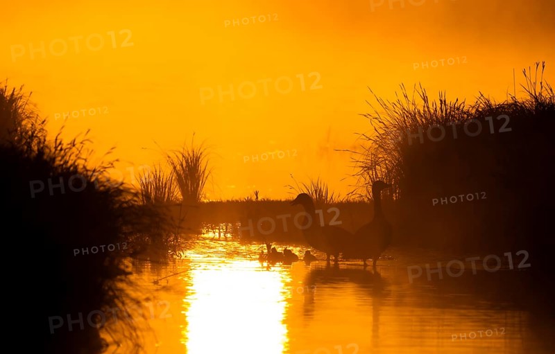 Greylag geese (Anser anser), gosling, morning mood, sunlight, backlight, water, Lower Austria
