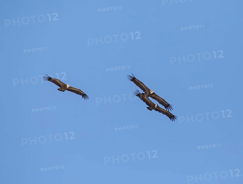 Griffon vulture (Gyps fulvus), Monfraguee National Park, Extremadura, Castilla La Mancha, Spain, Europe