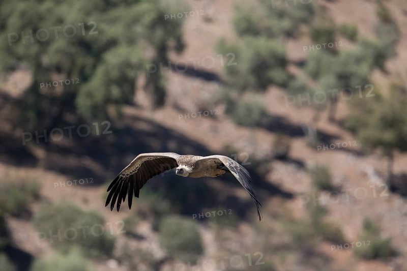 Griffon vulture (Gyps fulvus), Monfraguee National Park, Extremadura, Castilla La Mancha, Spain, Europe