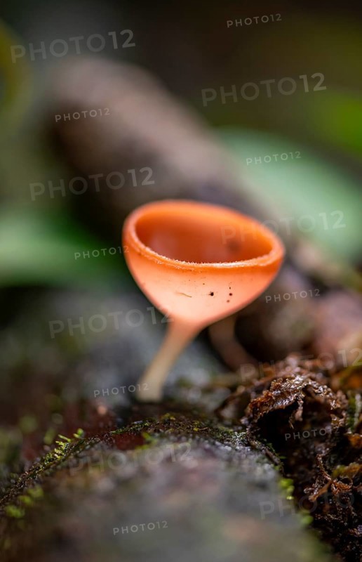 Small orange-coloured mushroom (Cookeina speciosa), growing on a tree trunk, Tortuguero National Park, Costa Rica, Central America