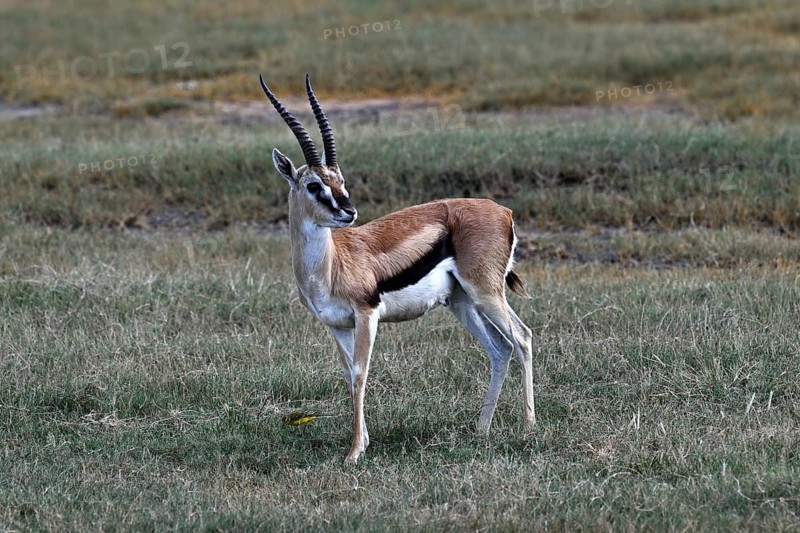 Thomson's Gazelle (Eudorcas thomsonii), standing in grass, Ngorongoro Crater, Ngorongoro Conservation Area, Tanzania, Africa