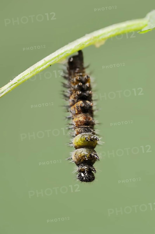 Small tortoiseshell (Nymphalis urticae, Aglais urticae), caterpillar shortly in front of pupation, North Rhine-Westphalia, Germany, Europe