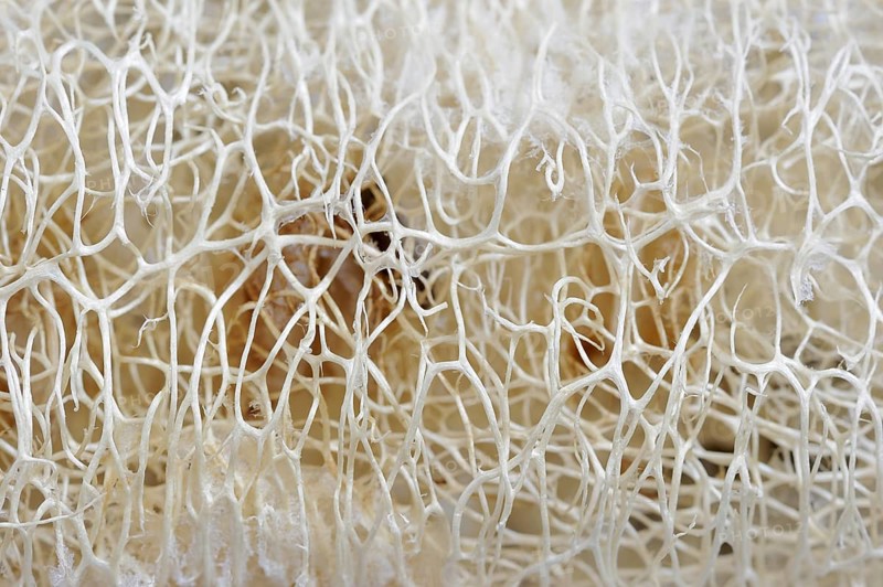 Sponge cucumber (Luffa aegyptiaca, Luffa cylindrica), fibrous interior of the ripe fruit, used as a loofah sponge, massage and bath sponge