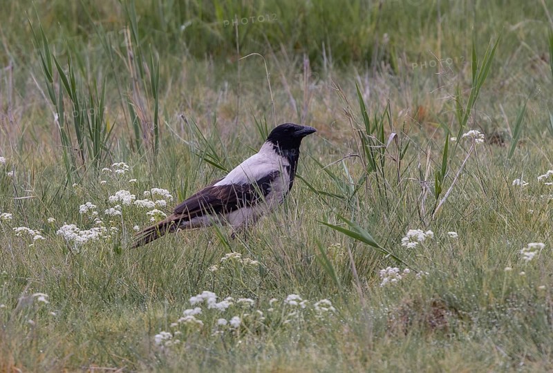 Hooded Crow (Corvus cornix)