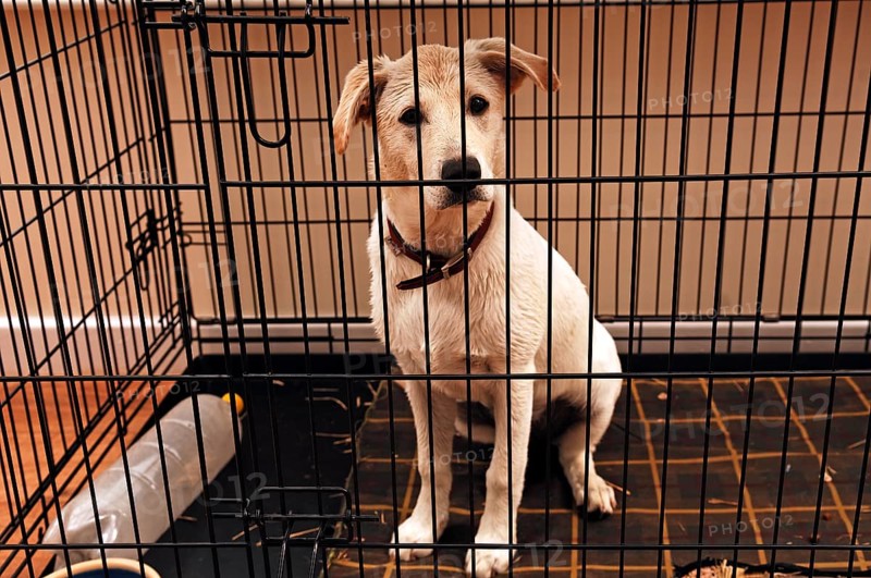 Young dog in a cage, Netherseal, South Derbyshire, England, Great Britain