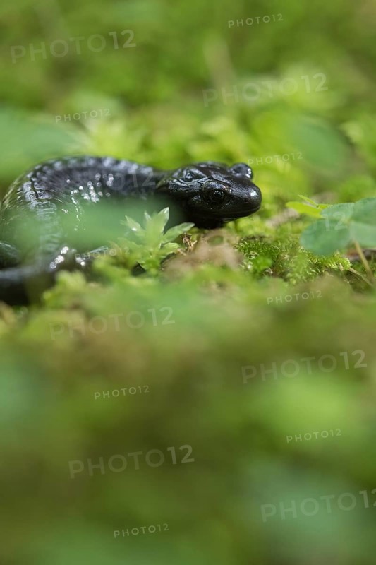 Alpine salamander (Salamandra atra), hidden in the moss, Hohenschwangau, Allgaeu, Bavaria