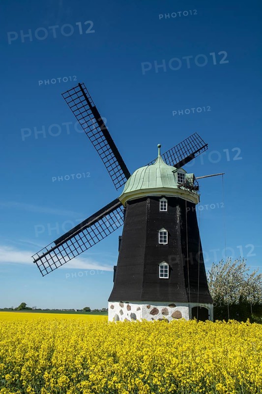 Windmill type Dutchman that was in use 1825, 1958, surrounded by blooming rapeseed fields and against blue sky in Hagestadborg, Ystad municipality, Skane, Sweden, Scandinavia, Europe