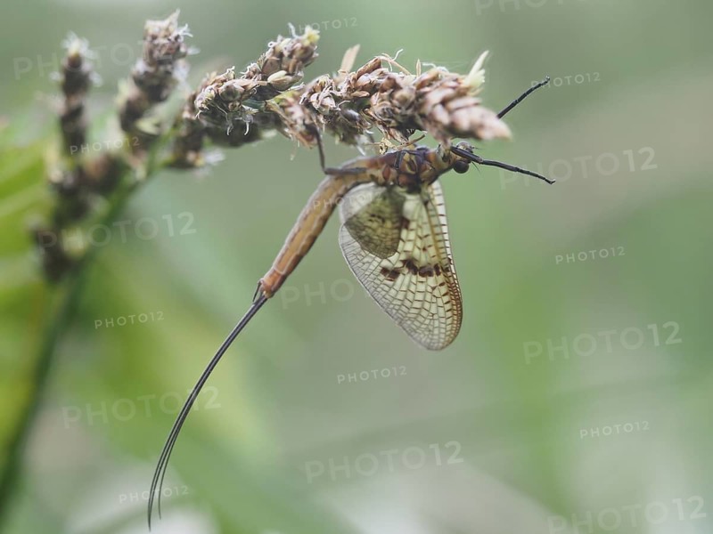 Dragonfly, rats, Styria, Austria, Europe