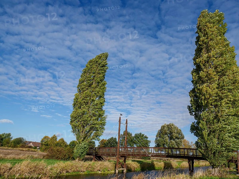 A wooden bridge crosses a river, flanked by tall trees and surrounded by meadows under a blue sky with clouds, trees, a bridge by the river and little sheep clouds, schuettorf, germany