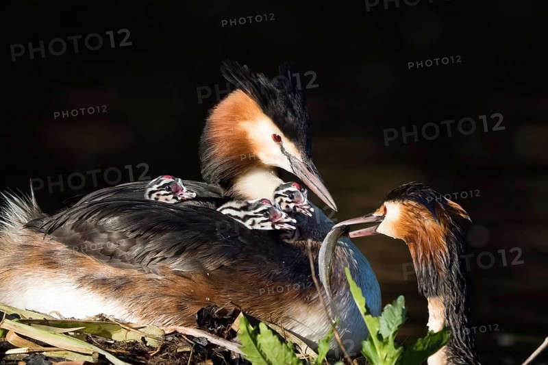 Two great crested grebe (Podiceps cristatus) in close-up with three chicks on their backs, in the process of feeding a fish. Moment from family life in the wild, Hesse, Germany, Europe
