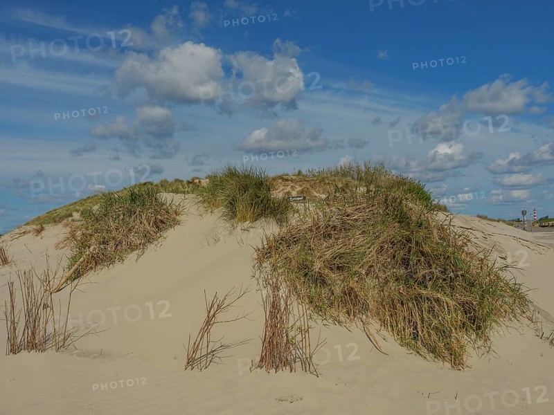 A sand dune with tufts of grass under a blue sky with clouds, clouds on the beach with dunes by the sea, hollum, ameland, the netherlands