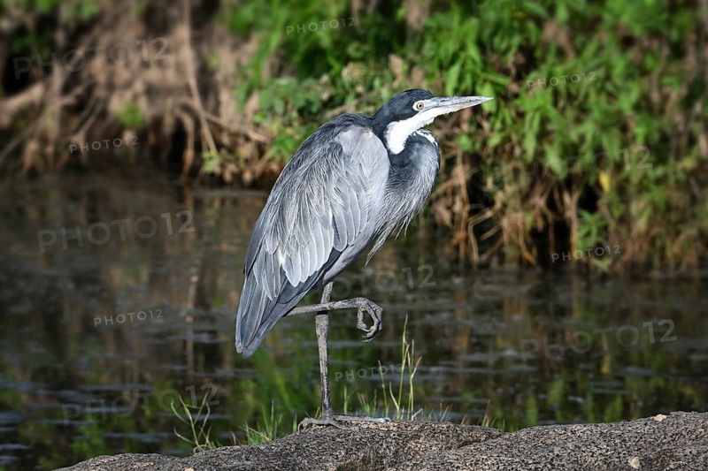 Black-headed heron (Ardea melanocephala) stands by a pond, Serengeti National Park, Tanzania, Africa