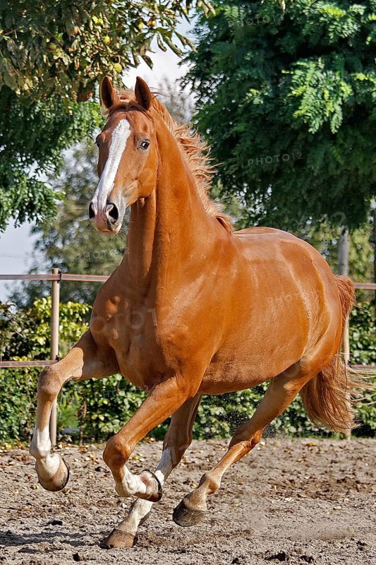 Hanoverian